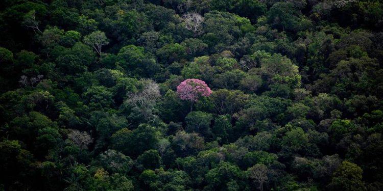 Crédito de carbono na Amazônia