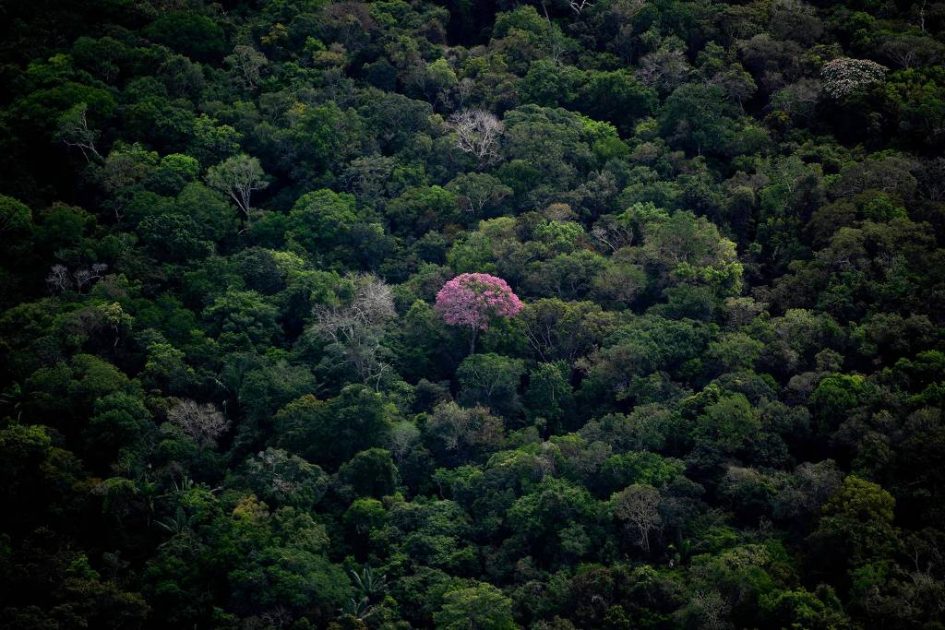 Força regenerativa da Amazônia