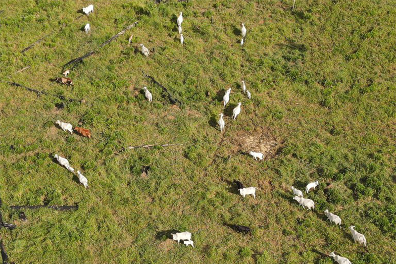 Estudo alerta que a destruição pode levar a Amazônia a um ponto de não retorno, com impactos irreversíveis no clima e biodiversidade