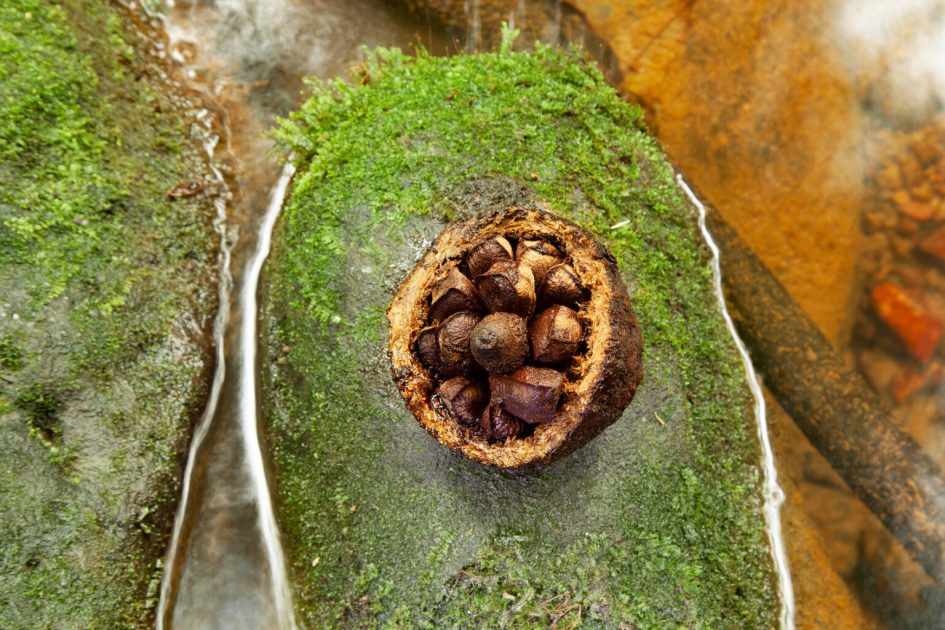 Amazônia