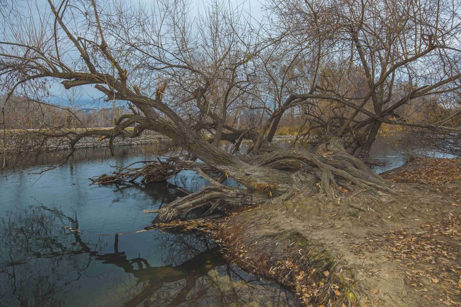 Seca do Rio Madeira

Seca extrema no Rio Madeira compromete transporte de cargas e pode elevar os custos de produtos agrícolas; entenda as causas e consequências