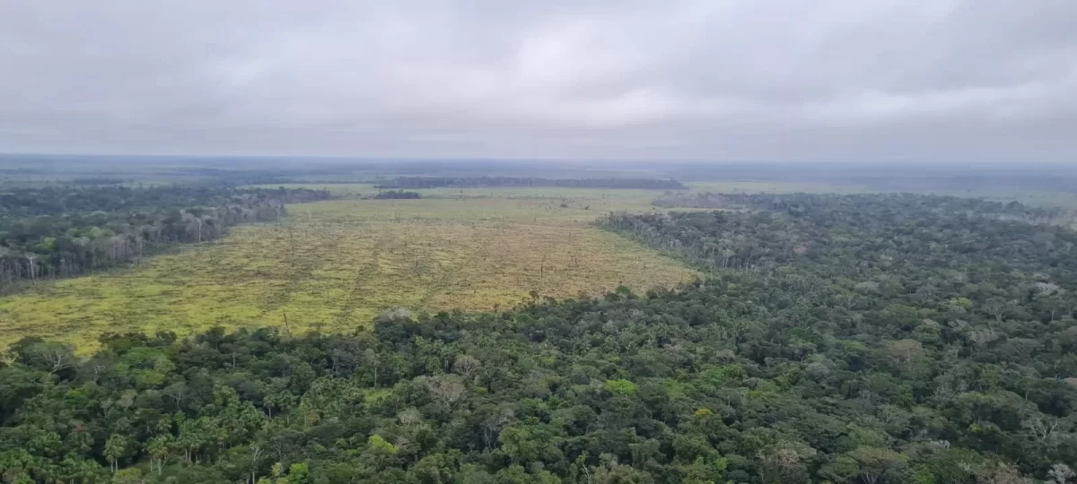 Além das indenizações, os responsáveis pelo desmatamento ilegal também terão de recuperar as áreas desmatadas na Amazônia