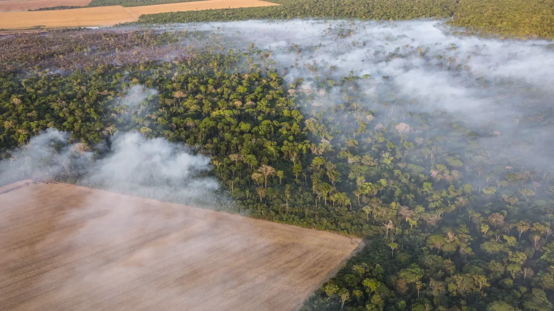 O avanço de atividade agropecuária no Amazonas coincide com uma perda significativa de área de floresta, sinalizando uma tendência preocupante para a sustentabilidade da região