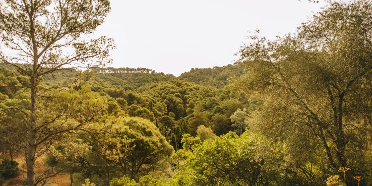 Restauração da Vegetação no Cerrado