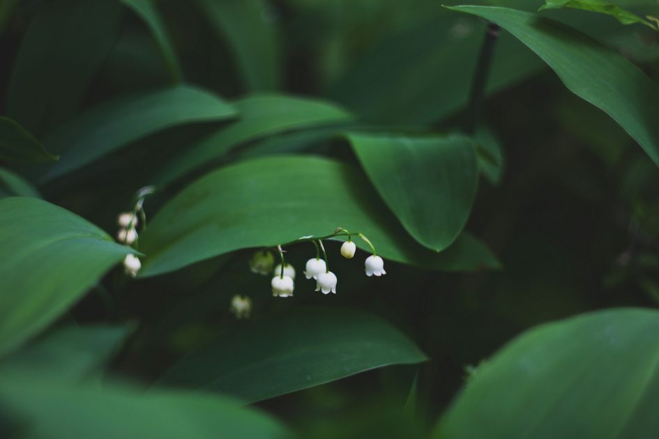 A primavera chegou à Amazônia, trazendo as primeiras chuvas que anunciam o fim de um verão escaldante. No entanto, este ano, ela nos encontrou envoltos em fumaça, com pulmões adoecidos. As queimadas atingiram níveis alarmantes, e o ar denso, carregado de fuligem, se espalha por vastas áreas, castigando as comunidades e os ecossistemas. O Alto Solimões, ainda assim, deu sinais de esperança com três horas de uma tromba d’água, que ecoou como uma sinfonia rara em meio ao caos.