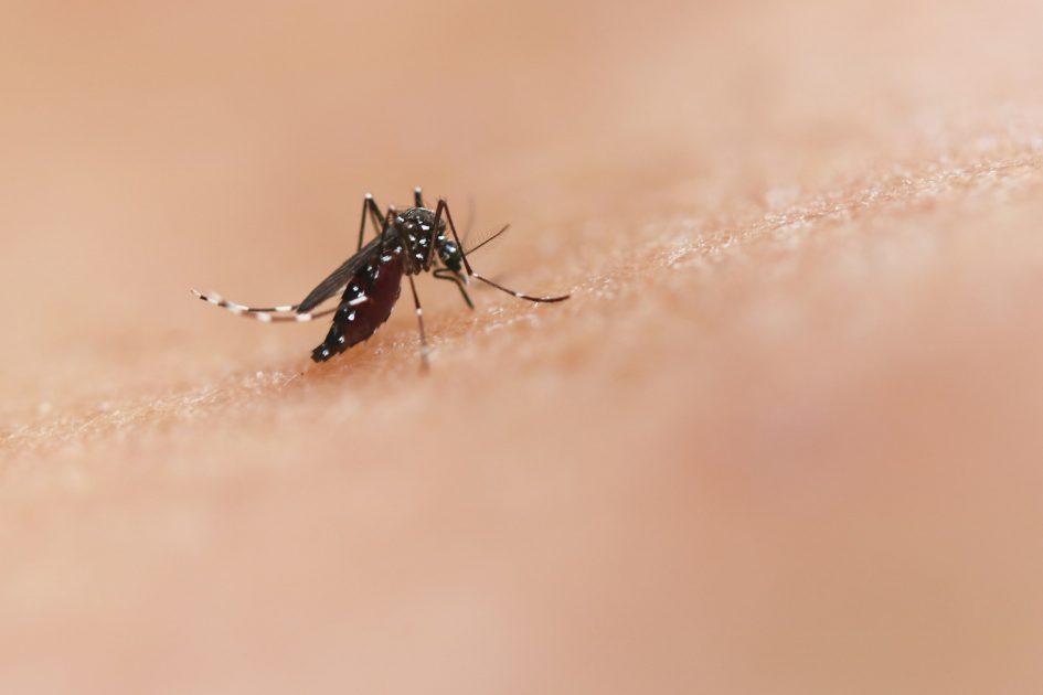 Casos de dengue estão aumentando devido as mudanças climáticas

Casos de dengue no Brasil aumentam 300% em 2024, impulsionados por mudanças climáticas e urbanização incompleta, exigindo ações governamentais e científicas esperando que o futuro seja bem pior
