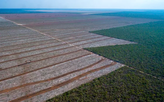 DESMATAMENTO NO CERRADO