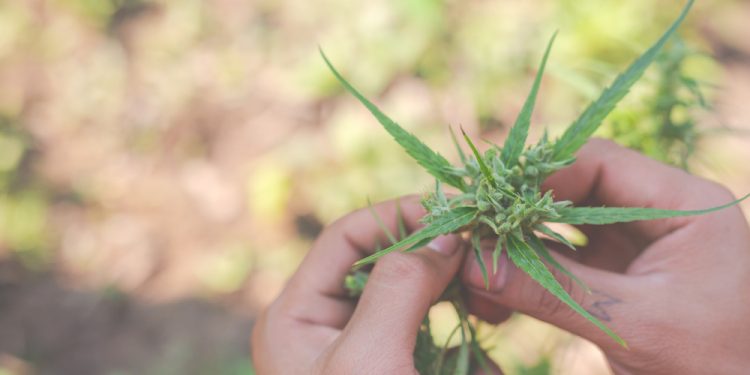 Cânhamo tem alto potencial como inseticida natural