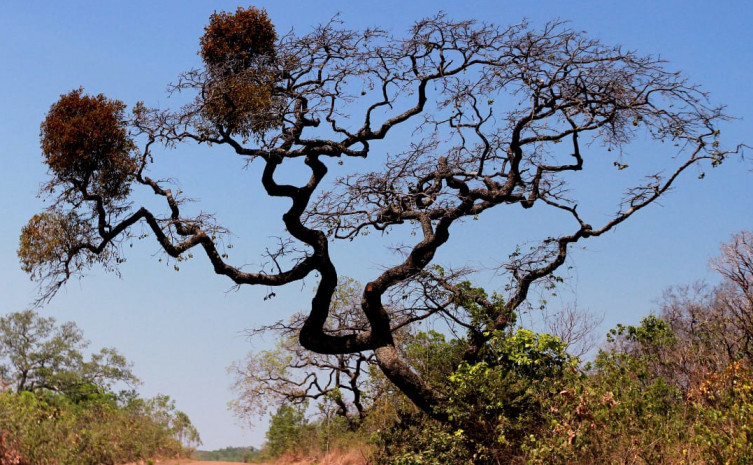 recuperação do cerrado