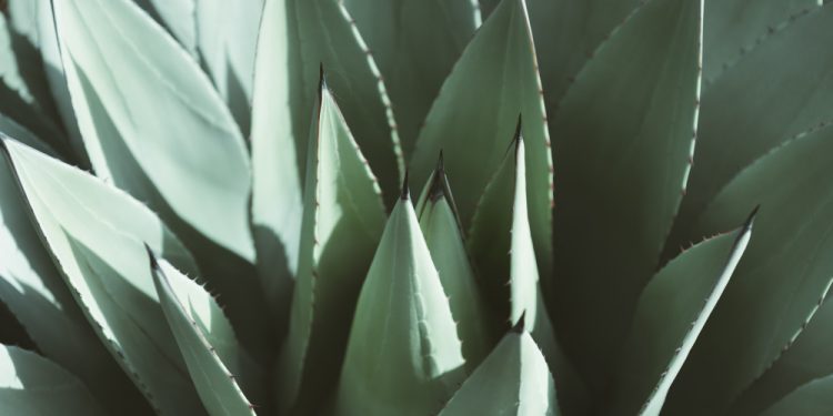 Agave corresponde a um gênero de plantas que abrange mais de 200 espécies e é popularmente conhecido por seu uso, especialmente no México, para a fabricação da tequila.