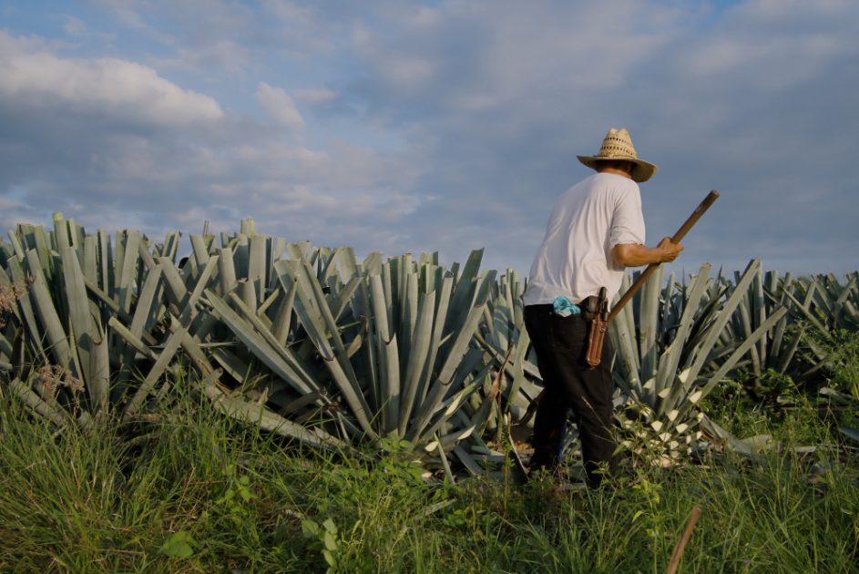 Pesquisadores brasileiros estudam o agave como substituto da cana-de-açúcar na geração de bioenergia