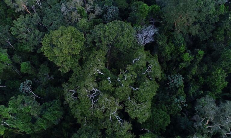 Arqueólogos encontram cidade perdida do século 18 na Amazônia