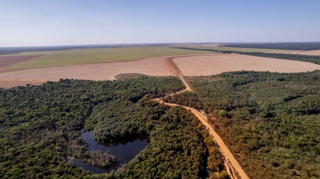 De acordo com o Relatório da Amazônia Viva 2022, elaborado pelo WWF, 18% das florestas amazônicas foram completamente perdidas e 17% estão degradadas