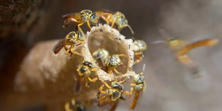 As abelhas-sem-ferrão podem ser peça chave para polinização do cacau de forma manual, forma valiosa de aumentar o cultivo da matéria-prima