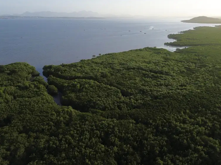 Área de manguezal recuperada após desastre ambiental, no Parque Natural Municipal Barão de Mauá, na margem da Baía de Guanabara