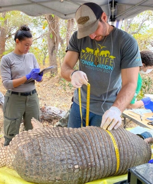 Pesquisadores identificam o maior tatu-canastra já registrado no Pantanal em 14 anos