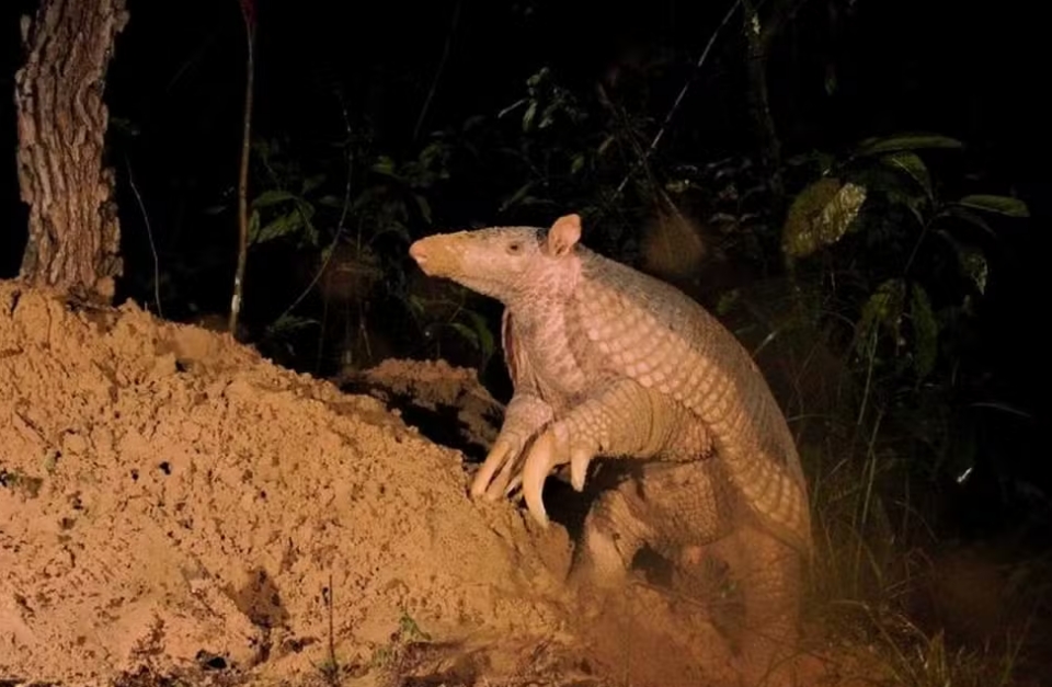 Pesquisadores identificam o maior tatu-canastra já registrado no Pantanal em 14 anos