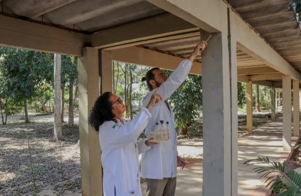 Microplástico foi encontrado em 30 teias de na Universidade Federal do Espírito Santo (Ufes)