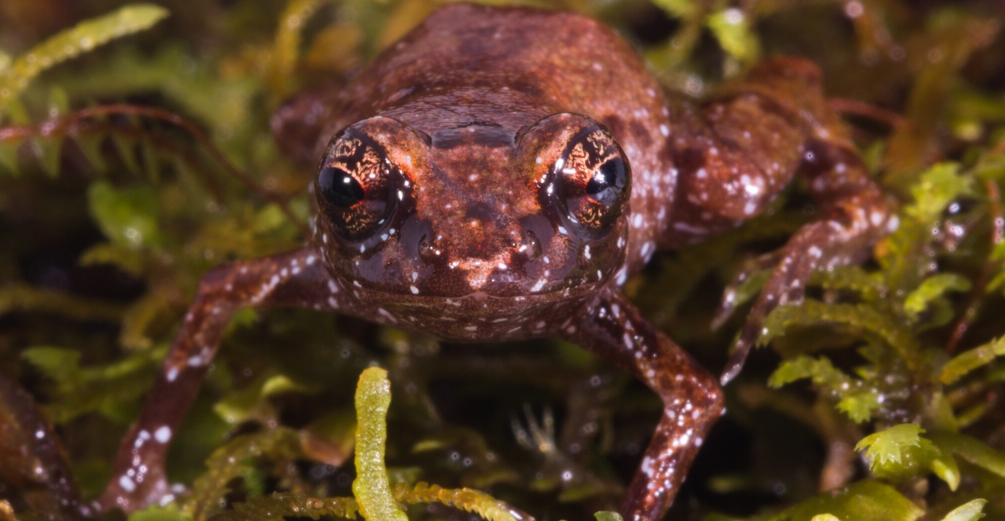 Neblinaphryne imeri: uma nova espécie de sapo descoberta na Serra do Imeri, no norte da Amazônia 