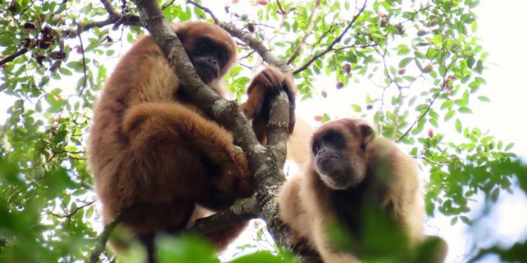 Área de 292 hectares no interior de São Paulo abriga cinco dos cerca de 1.300 indivíduos remanescentes na natureza de muriqui-do-sul, ou mono-carvoeiro