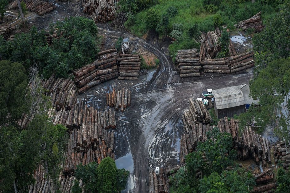 degradação florestal