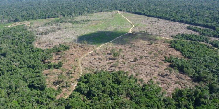 Neste ano, parte dos R$ 73 milhões desembolsados do Fundo Amazônia foram destinados para projetos focados em fortalecer o combate aos crimes de desmatamento e queimadas