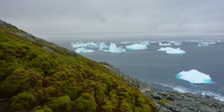 Antártica verde