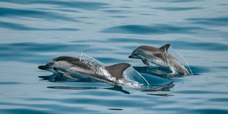 Pesquisadores encontram evidências de microplásticos em golfinhos