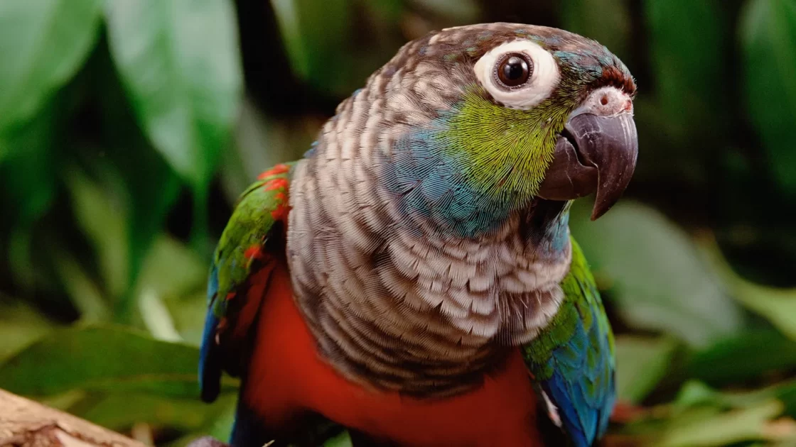 Qual é a melhor coisa que a Amazônia pode esperar da COP 30?

Ttiriba-de-barriga-vermelha - foto: Claus Meyers/Minden Pictures/Nat Geo Image Collction