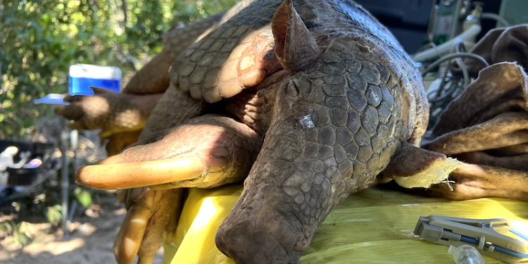 Pesquisadores identificam o maior tatu-canastra já registrado no Pantanal em 14 anos