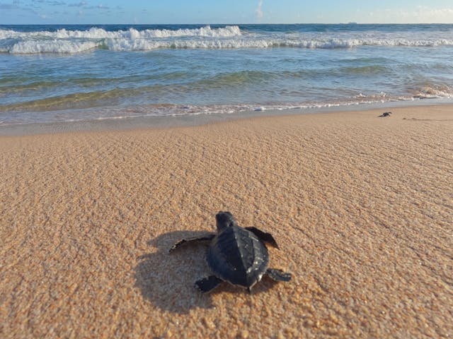 As tartarugas marinhas são consideradas espécies-chave, ou seja, são essenciais para manter a saúde geral de um ecossistema