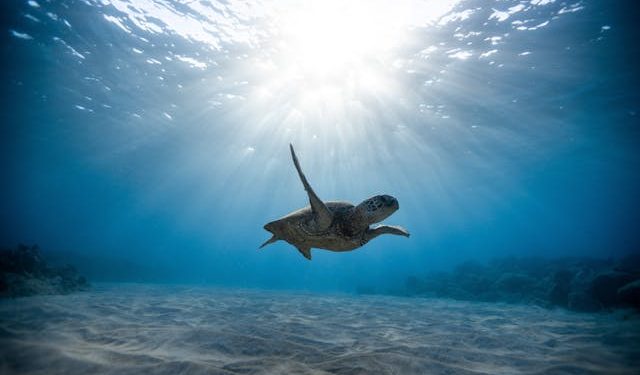 Tartarugas marinhas passam quase toda a vida no mar, e agora o uso de satélites pode ajudar a evidenciar os caminhos que elas tomam e facilitar medidas de conservação da espécie.