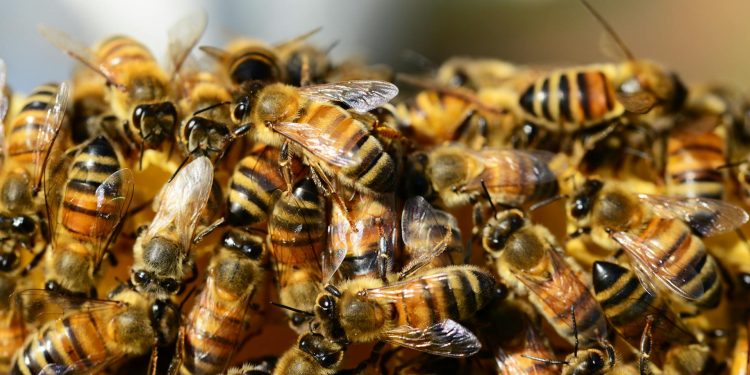 Uso de agrotóxicos coloca extinção das abelhas em estado de alerta