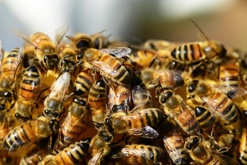 Uso de agrotóxicos coloca extinção das abelhas em estado de alerta