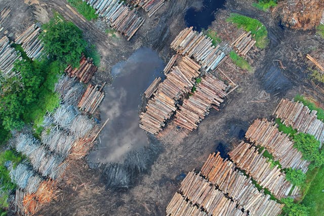 O desmatamento pode contribuir para o aumento dos níveis de dióxido de carbono e, consequentemente, da temperatura global