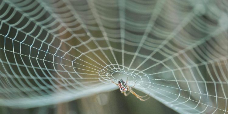 Pesquisadores brasileiros usam teia de aranha para analisar poluição no ar