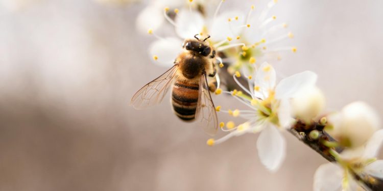 Uso de agrotóxicos já reduz em quase cinco vezes a chance de sobrevivência das abelhas e uso de fertilizantes reduz sua presença em áreas agrícolas.