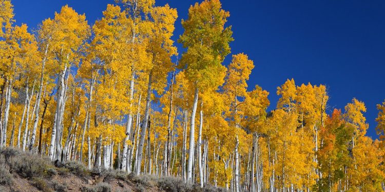 Floresta de Pando, um dos seres vivos mais antigos e pesados do mundo