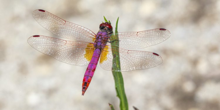 Libélula, uma nova embaixadora para um novo ecoturismo na Amazônia