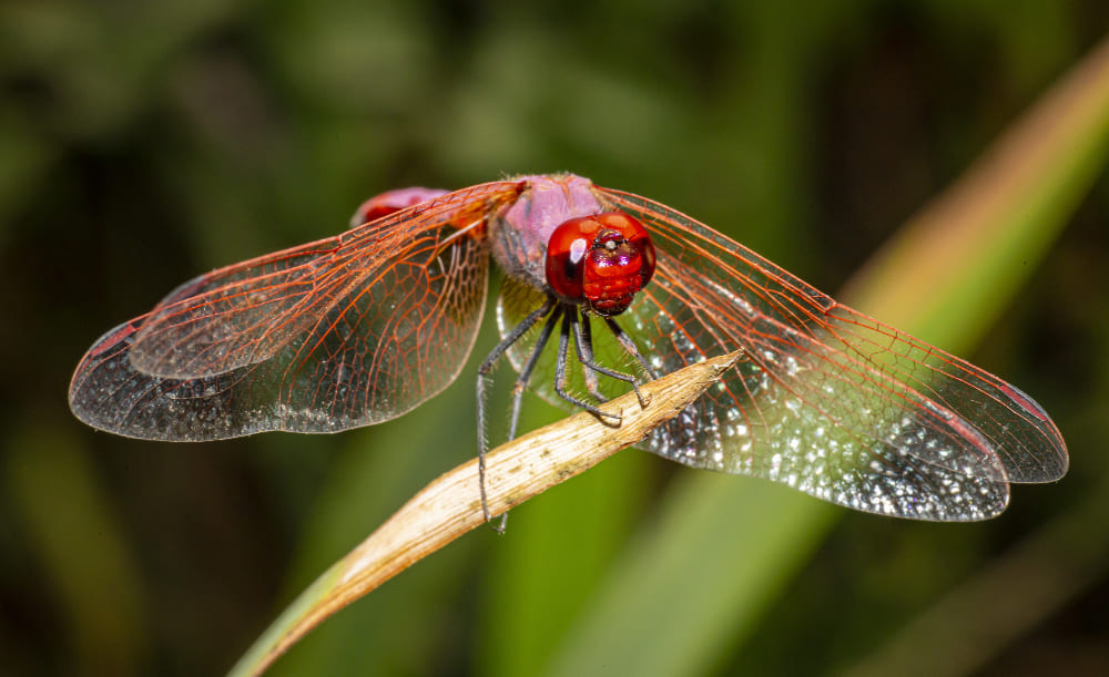 Libélula: uma nova embaixadora para um novo ecoturismo na Amazônia