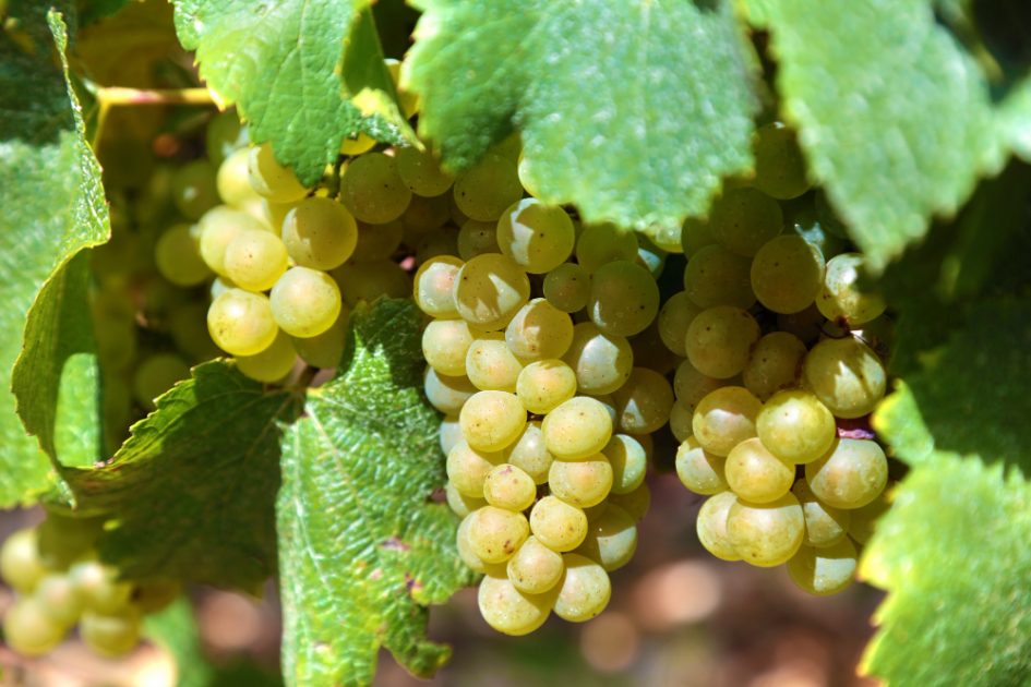 Uva chardonnay, usada na produção de um dos tipos de champanhe