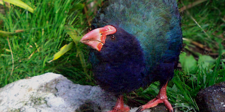 Takahē fotografado na Ilha Sul da Nova Zelândia.