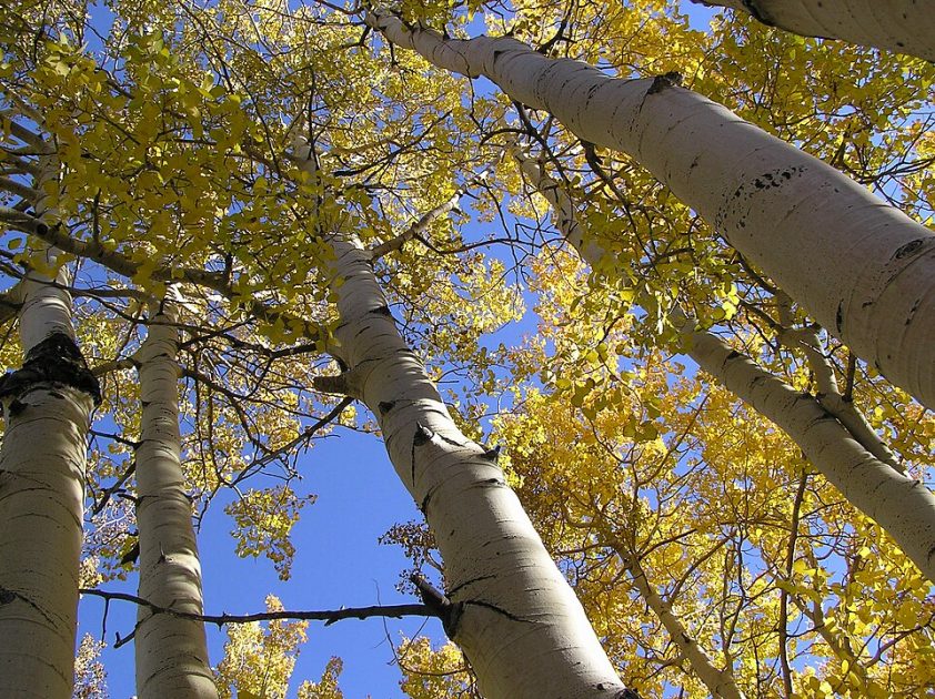 Pando, a maior árvore do mundo, tem pelo menos 16 mil anos