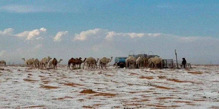 Deserto na Arábia Saudita recebe neve pela primeira vez