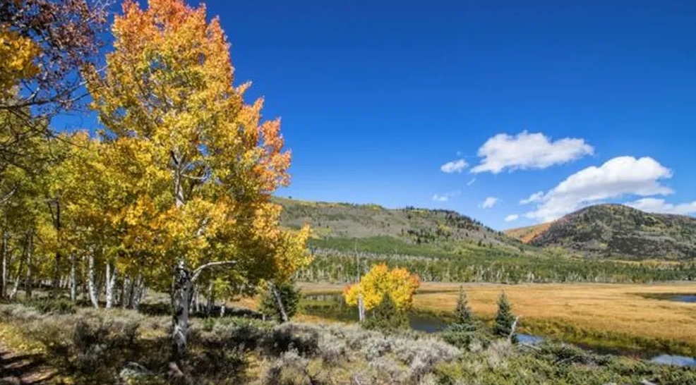 Os álamos, como na floresta de Pando, podem viver entre 100 e 130 anos