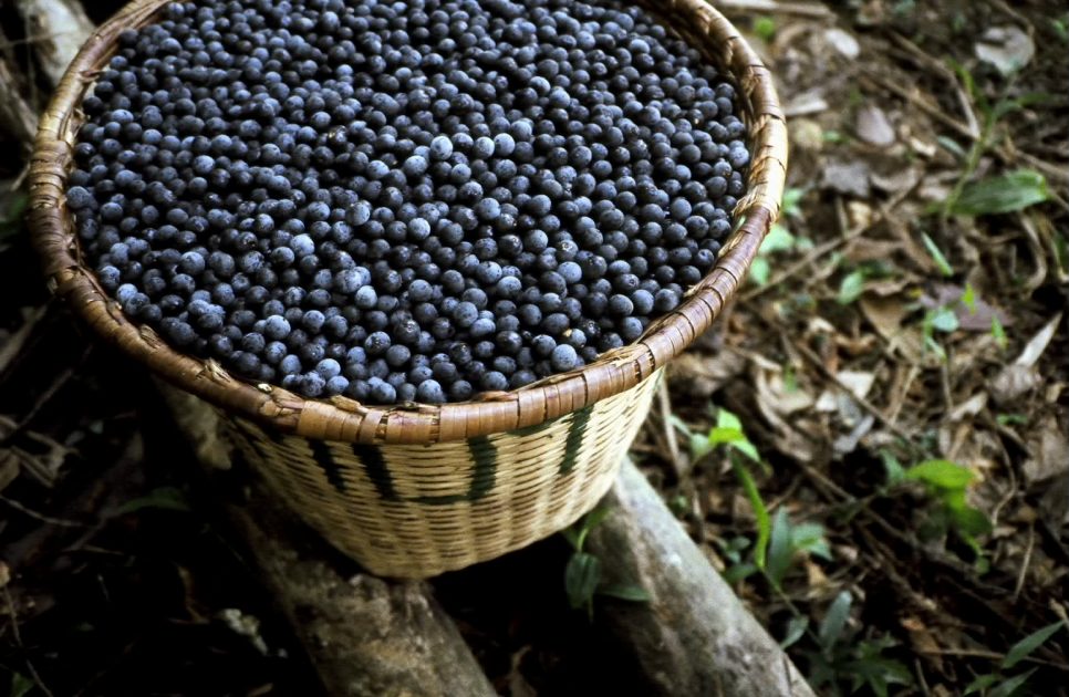 Startup de Roraima desenvolve colheitadeira automatizada para extração de açaí