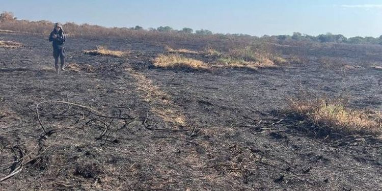 A imagem mostra uma área devastada por incêndio, com solo coberto por cinzas e vegetação queimada. No fundo, há uma pessoa caminhando, vestindo roupas escuras e segurando uma câmera. O céu está claro e azul, e há algumas áreas de vegetação verde remanescente ao longe