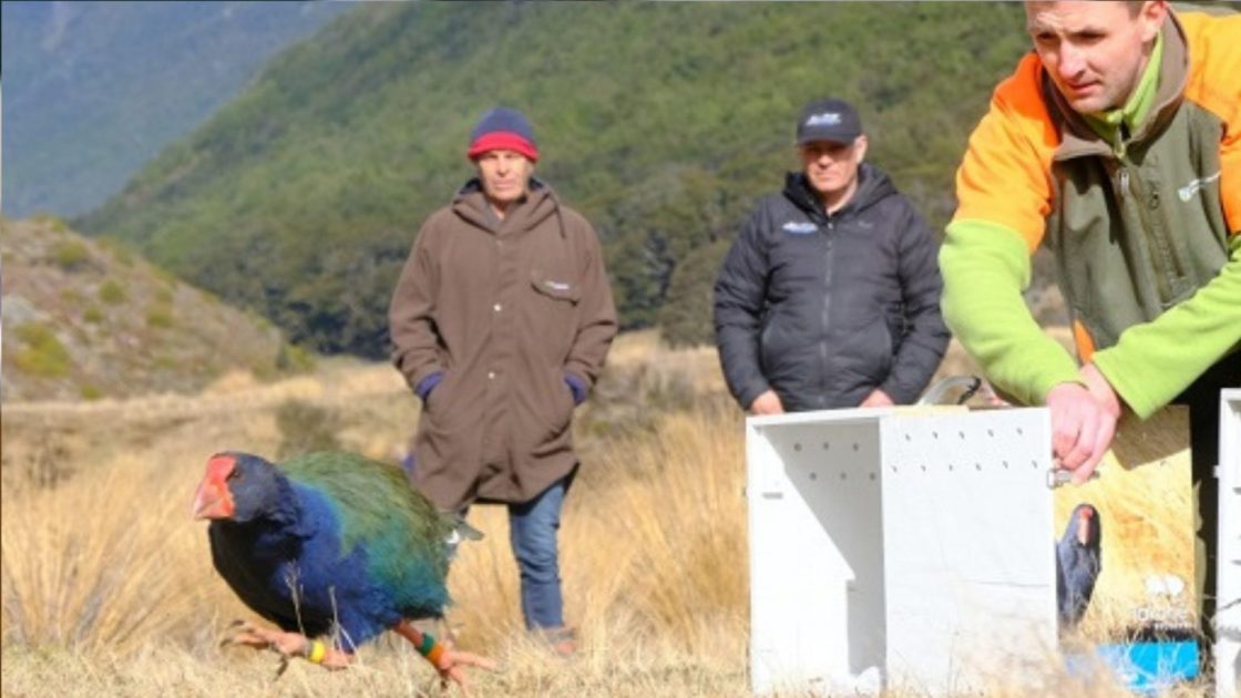 Um exemplar da ave pre-histórica takahē é solta na natureza