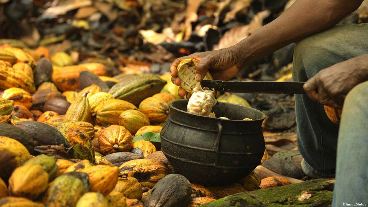 A bioeconomia pode atuar na agregação de valor dentro da cultura do cacau, com a transformação de subprodutos da cacauicultura em novos produtos, como o chocolate artesanal.
