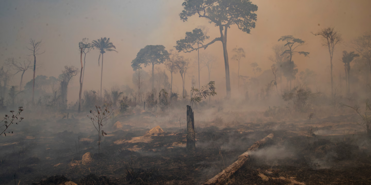 Justiça condena um dos maiores devastadores da Amazônia a pagar indenização por áreas destruídas